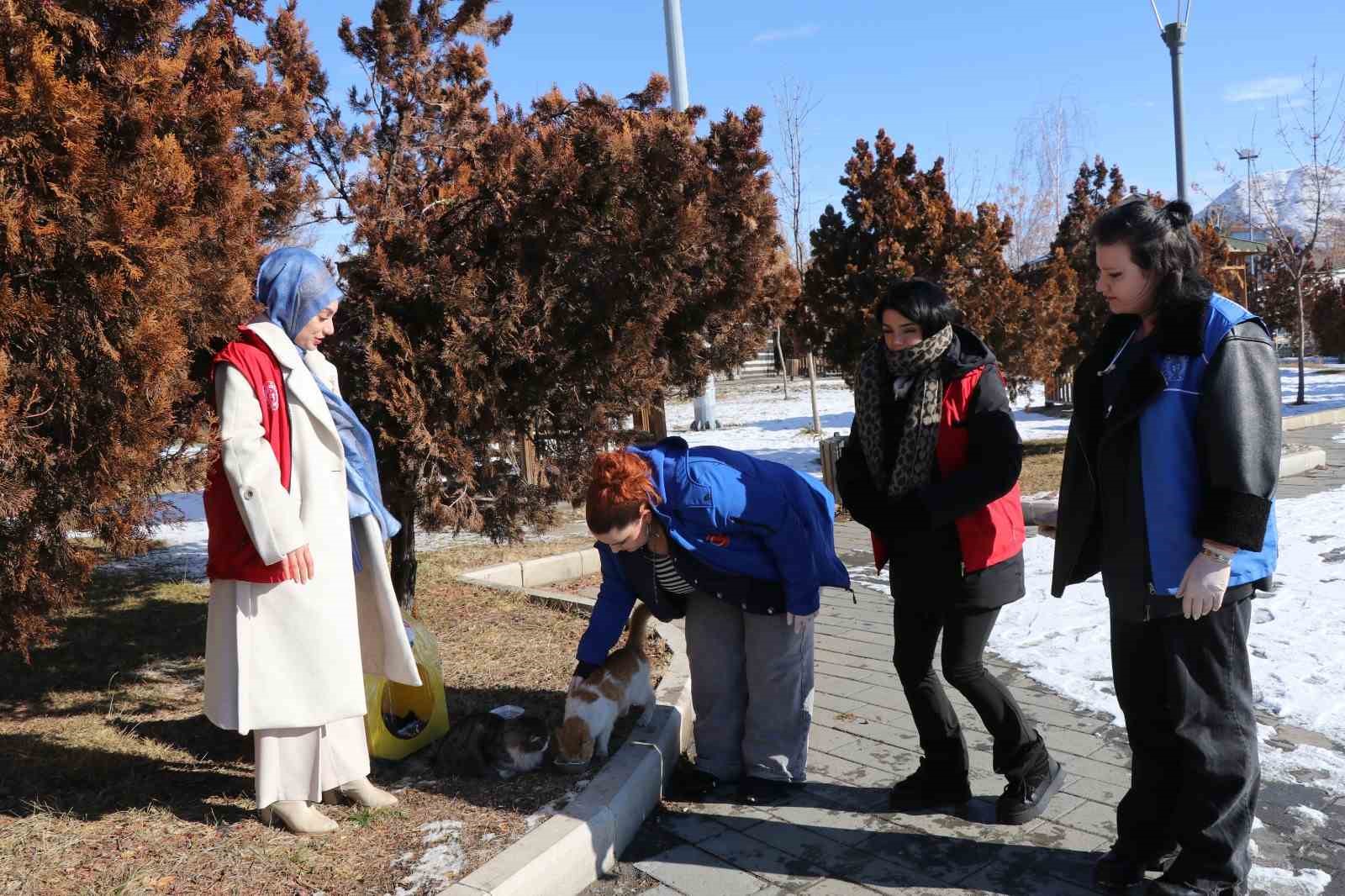 Sokak kedileri unutulmadı
