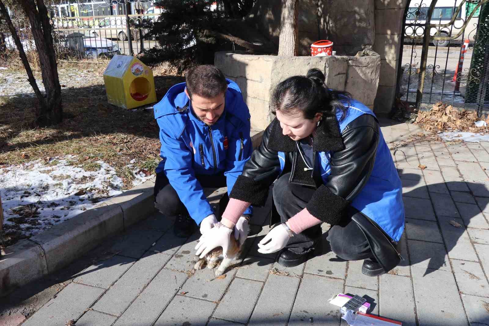 Sokak kedileri unutulmadı
