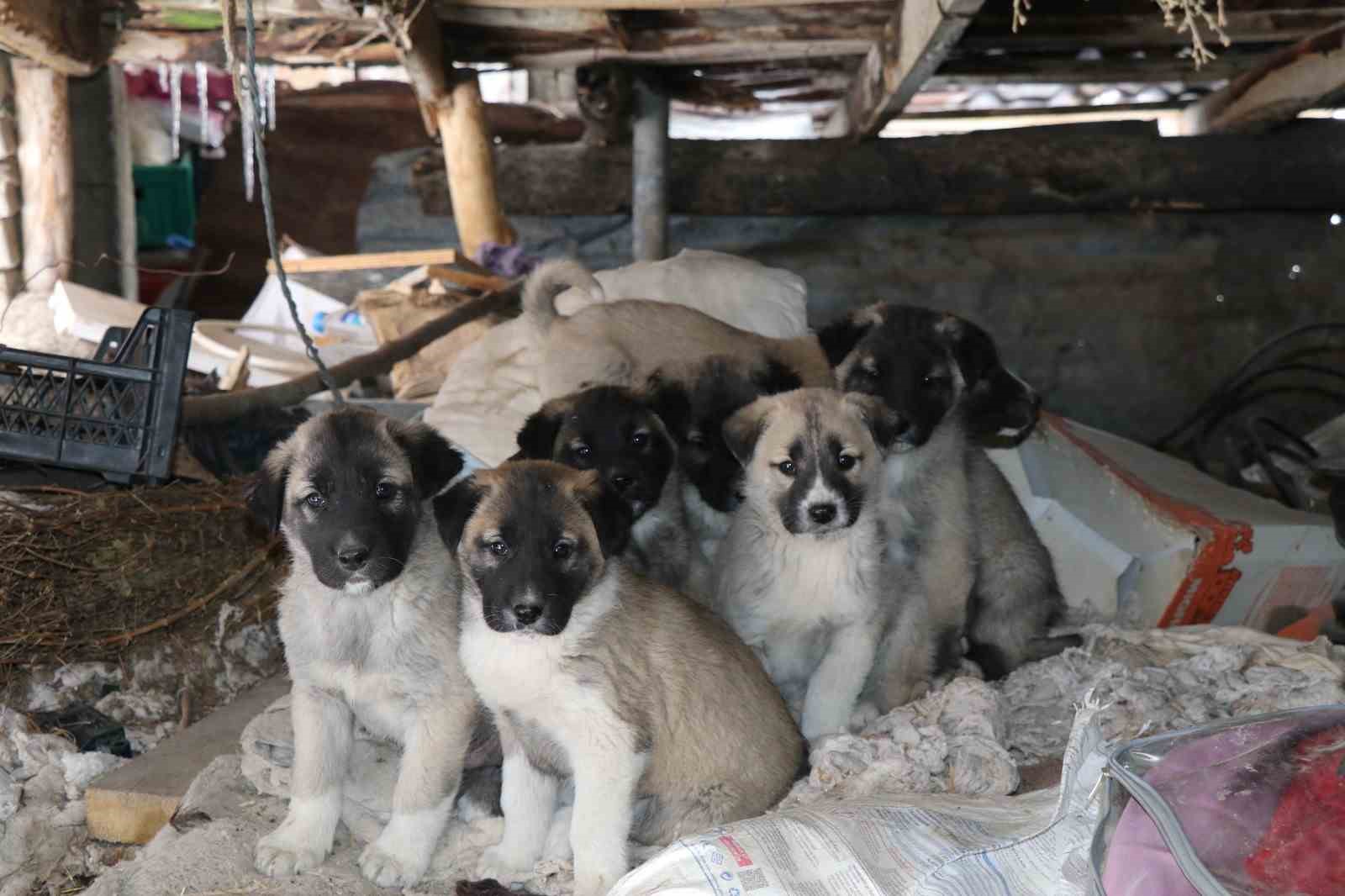 Sokak köpeği 10 yavru doğurdu, sahip çıkan kadın çaresiz kaldı
