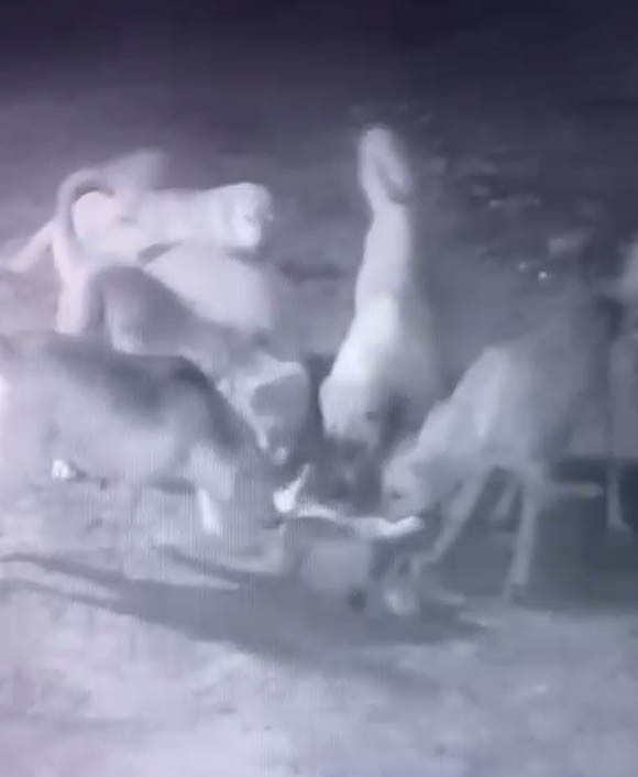 Sokak köpekleri, sahipli köpeği parçaladı
