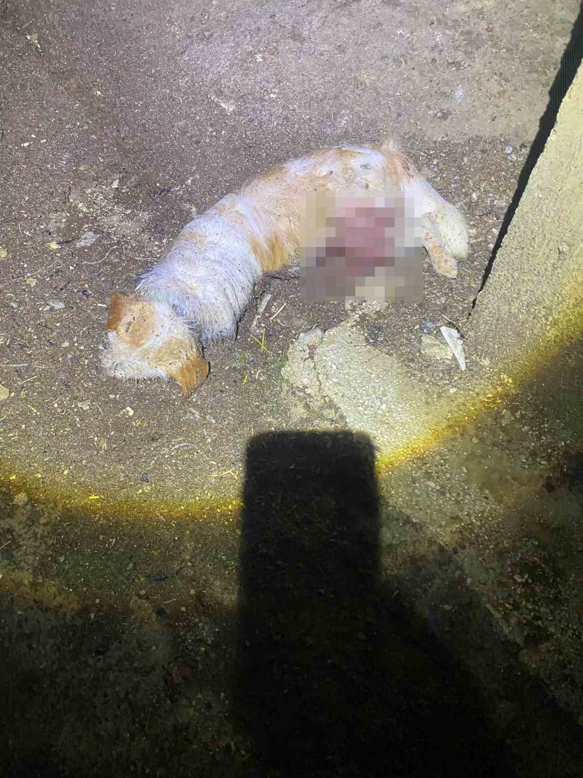 Sokak köpekleri, sahipli köpeği parçaladı
