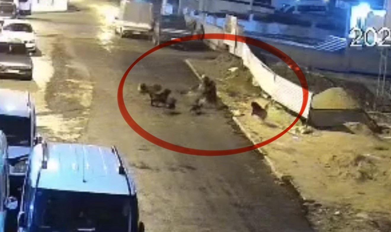 Sokak köpeklerinin dehşeti kamerada: Teravih dönüşü yaşlı kadına saldırdılar
