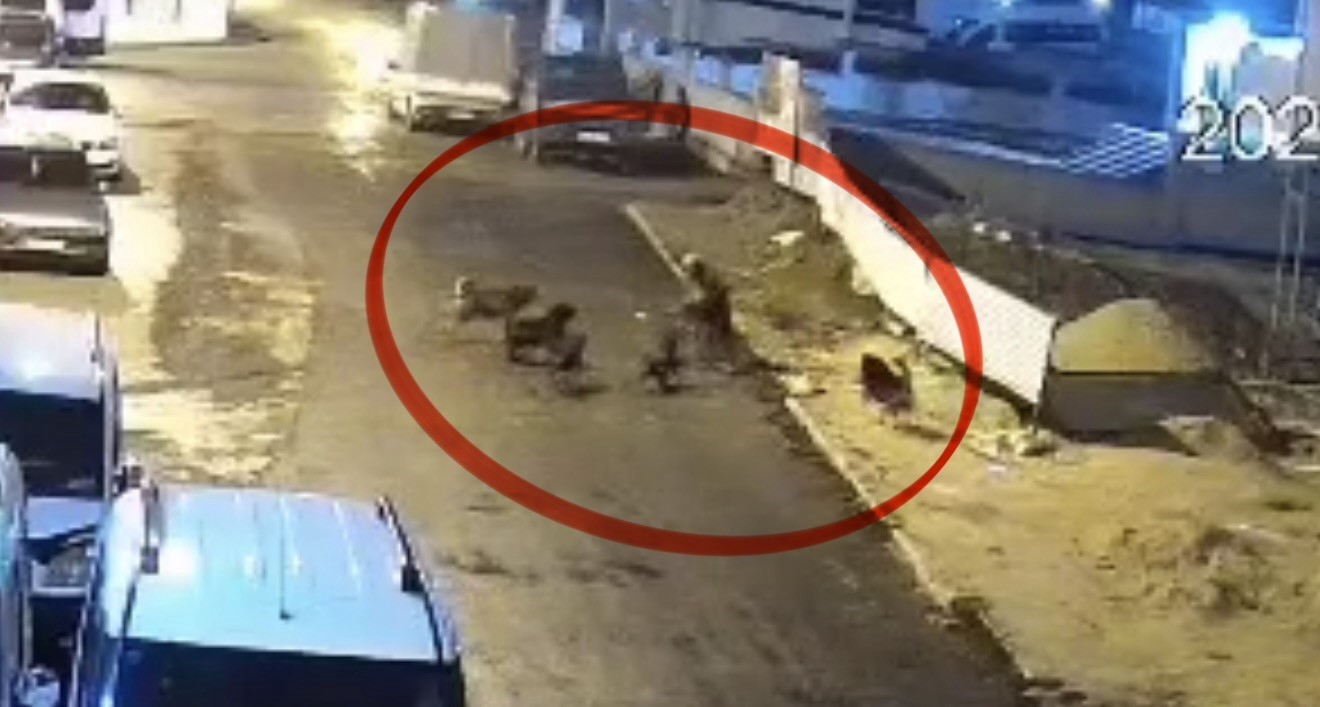 Sokak köpeklerinin dehşeti kamerada: Teravih dönüşü yaşlı kadına saldırdılar
