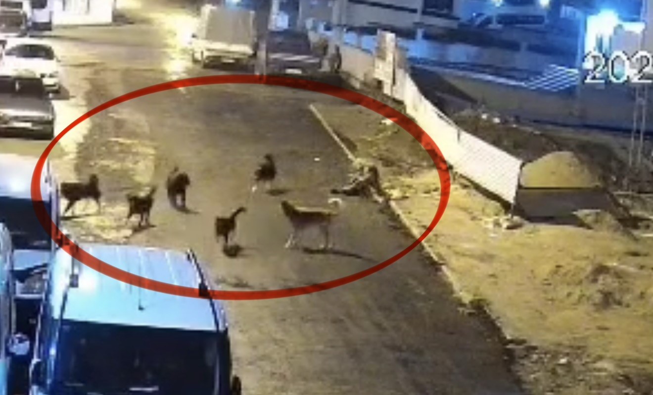 Sokak köpeklerinin dehşeti kamerada: Teravih dönüşü yaşlı kadına saldırdılar
