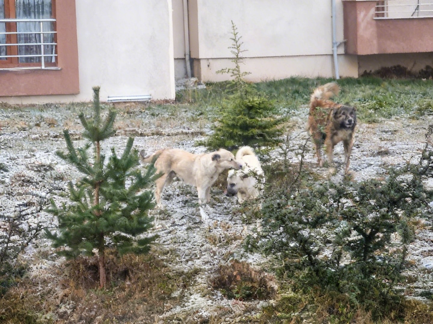 Sokak köpeklerinin saldırısına uğrayan kadını vatandaşlar kurtardı: O anlar kamerada
