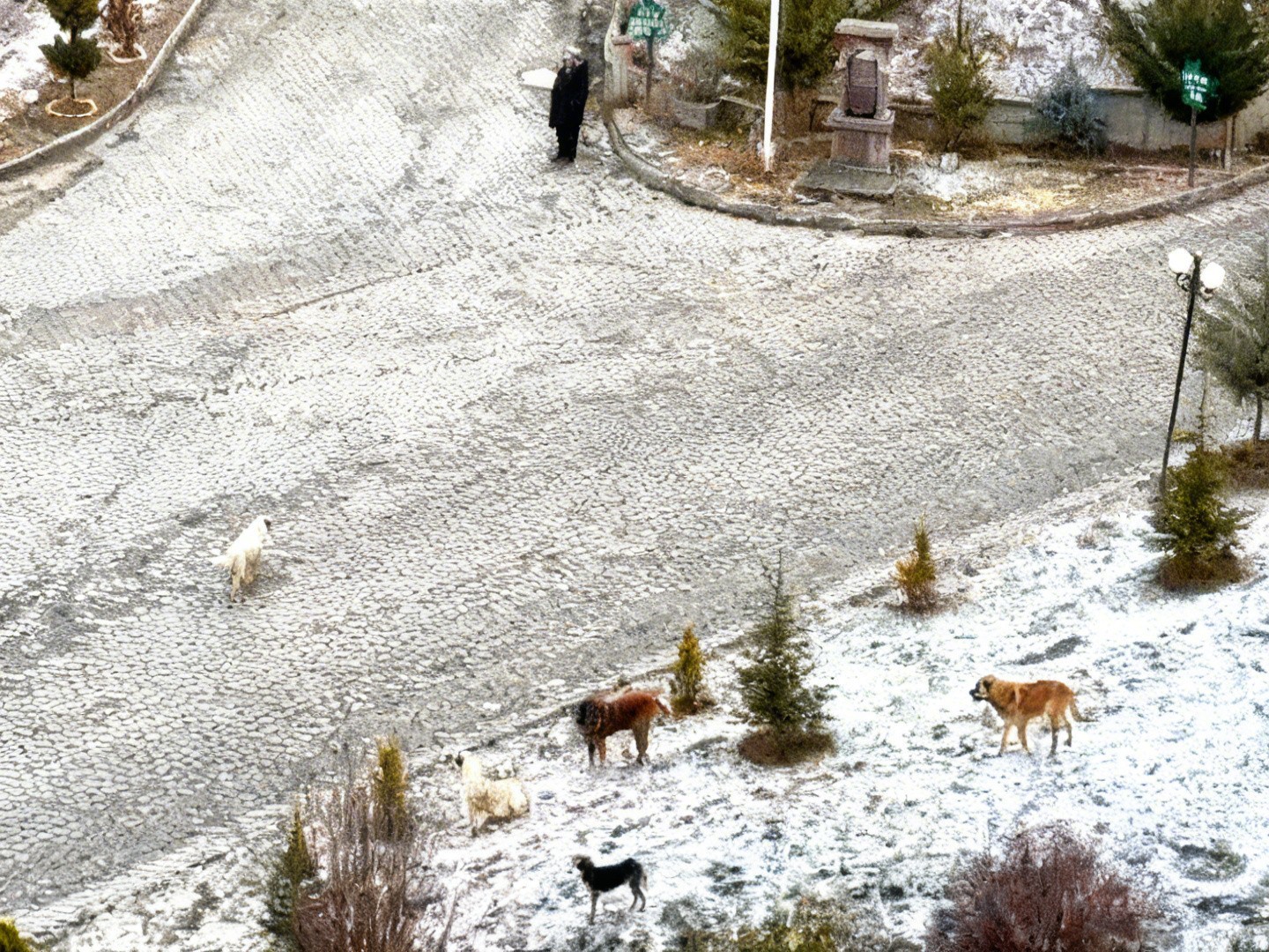 Sokak köpeklerinin saldırısına uğrayan kadını vatandaşlar kurtardı: O anlar kamerada
