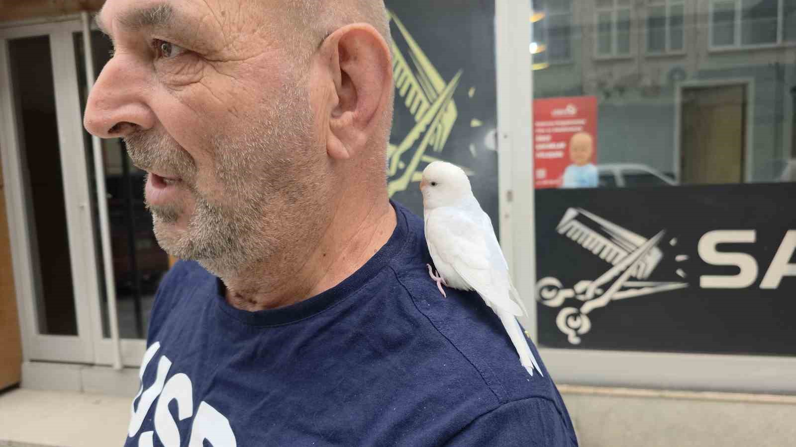 Sokaklarda omzundaki kuşuyla geziyor
