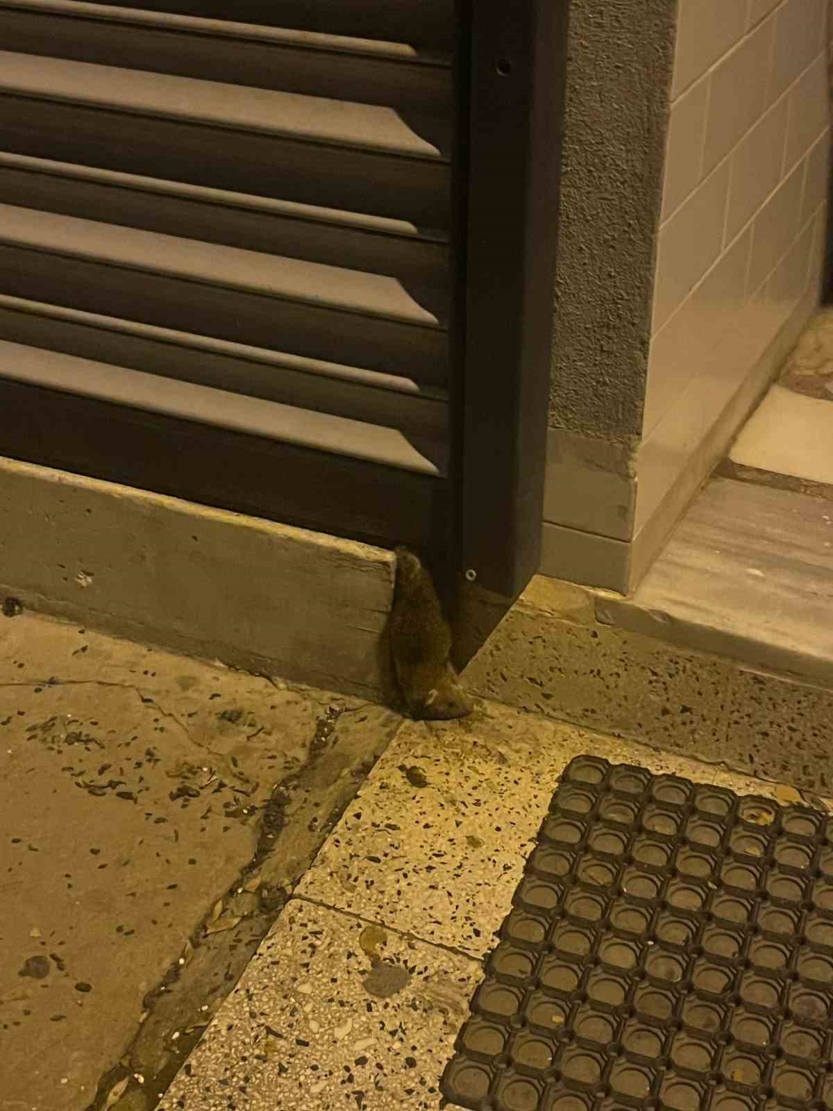 Sokakta fare paniği: Çevreyi kötü kokular sardı
