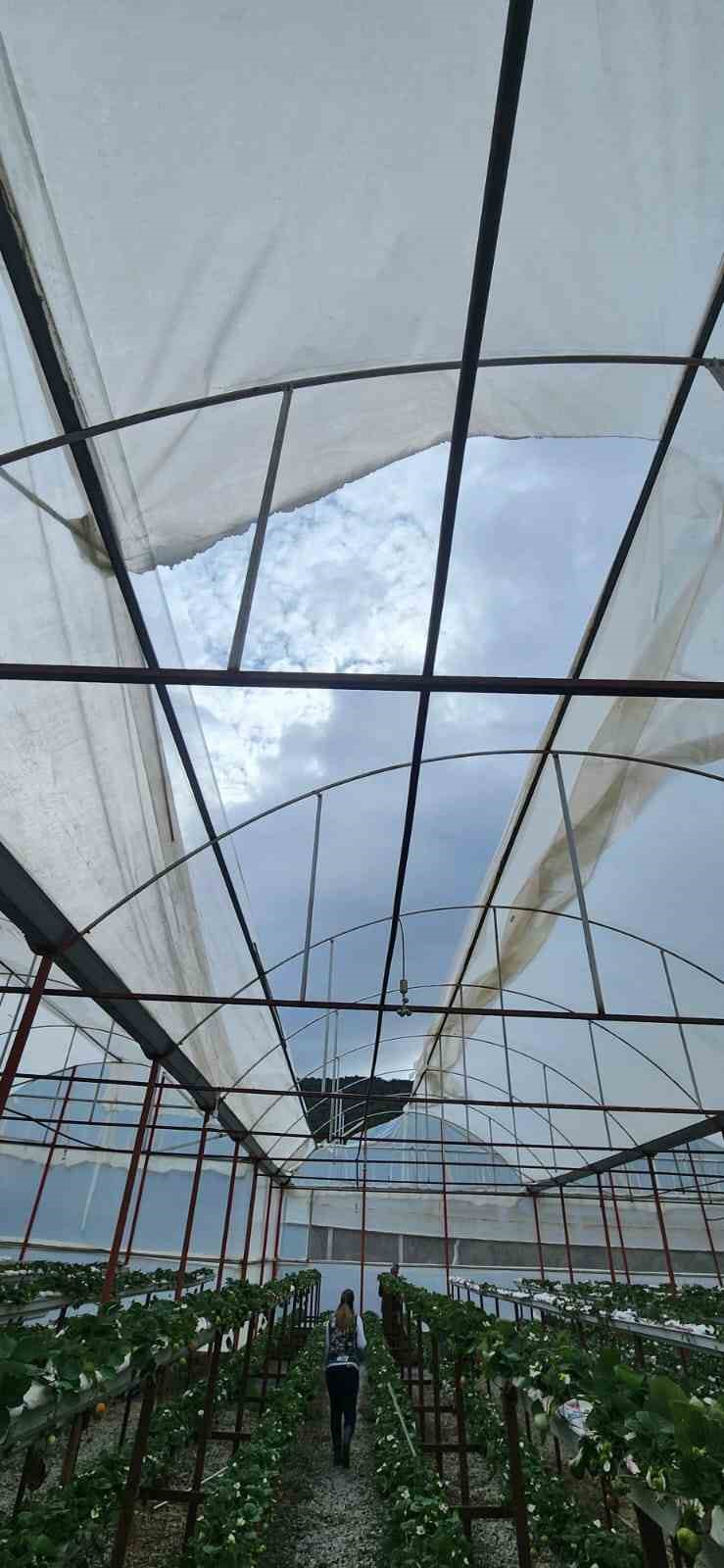 Söke’de aşırı yağışlar sonrası tarım alanlarında hasar tespiti
