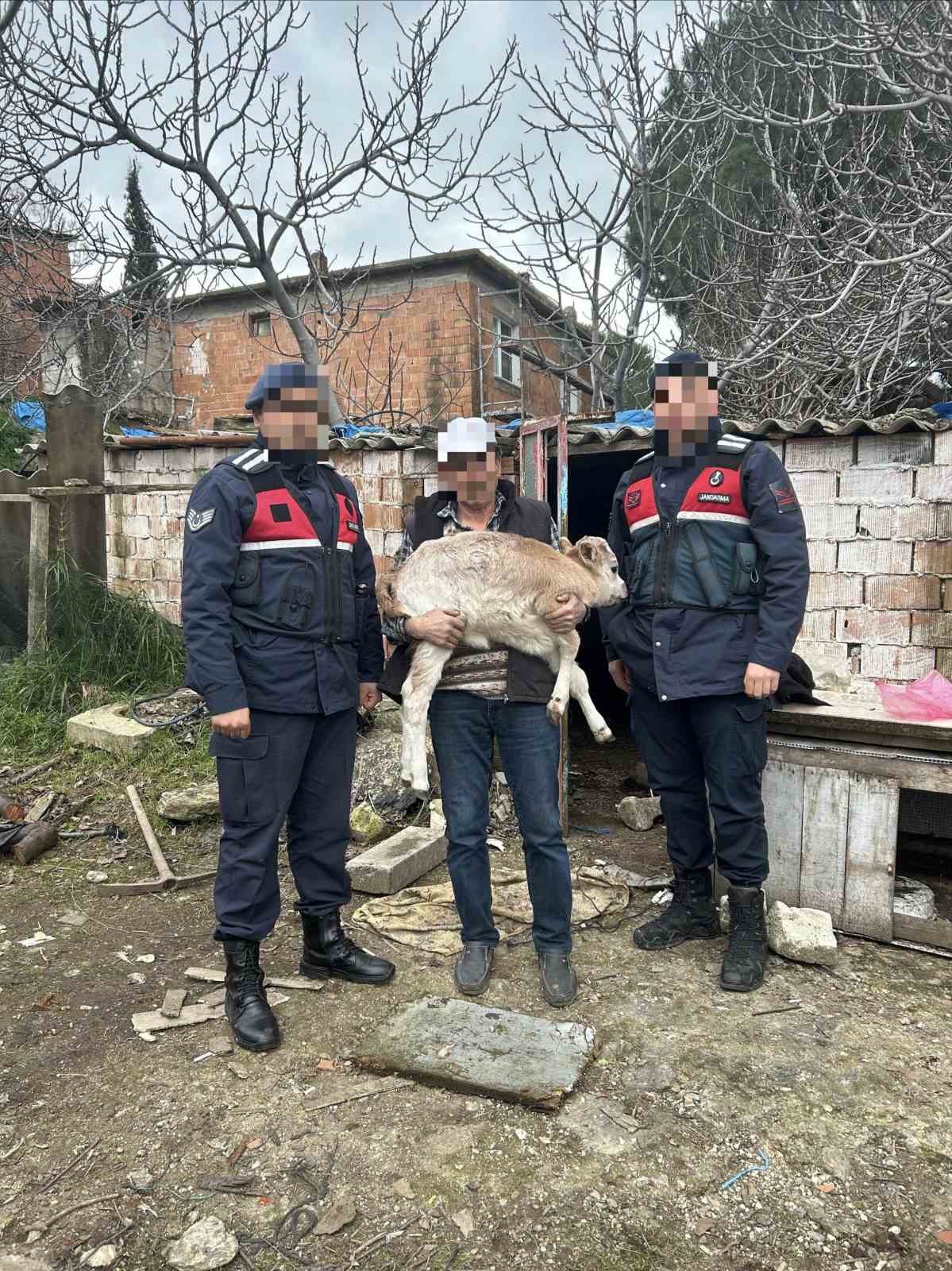 Söke’de büyükbaş hayvan hırsızlığı ve ruhsatsız silah operasyonu
