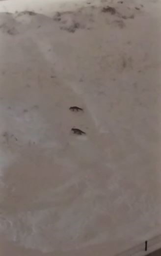 Son yılların en soğuk kışını yaşayan Sivas’ta yabani hayvanlar sık sık yerleşim bölgelerine iniyor
