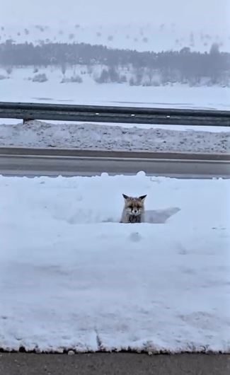 Son yılların en soğuk kışını yaşayan Sivas’ta yabani hayvanlar sık sık yerleşim bölgelerine iniyor
