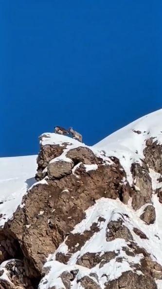 Son yılların en soğuk kışını yaşayan Sivas’ta yabani hayvanlar sık sık yerleşim bölgelerine iniyor
