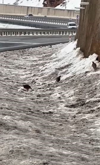 Son yılların en soğuk kışını yaşayan Sivas’ta yabani hayvanlar sık sık yerleşim bölgelerine iniyor
