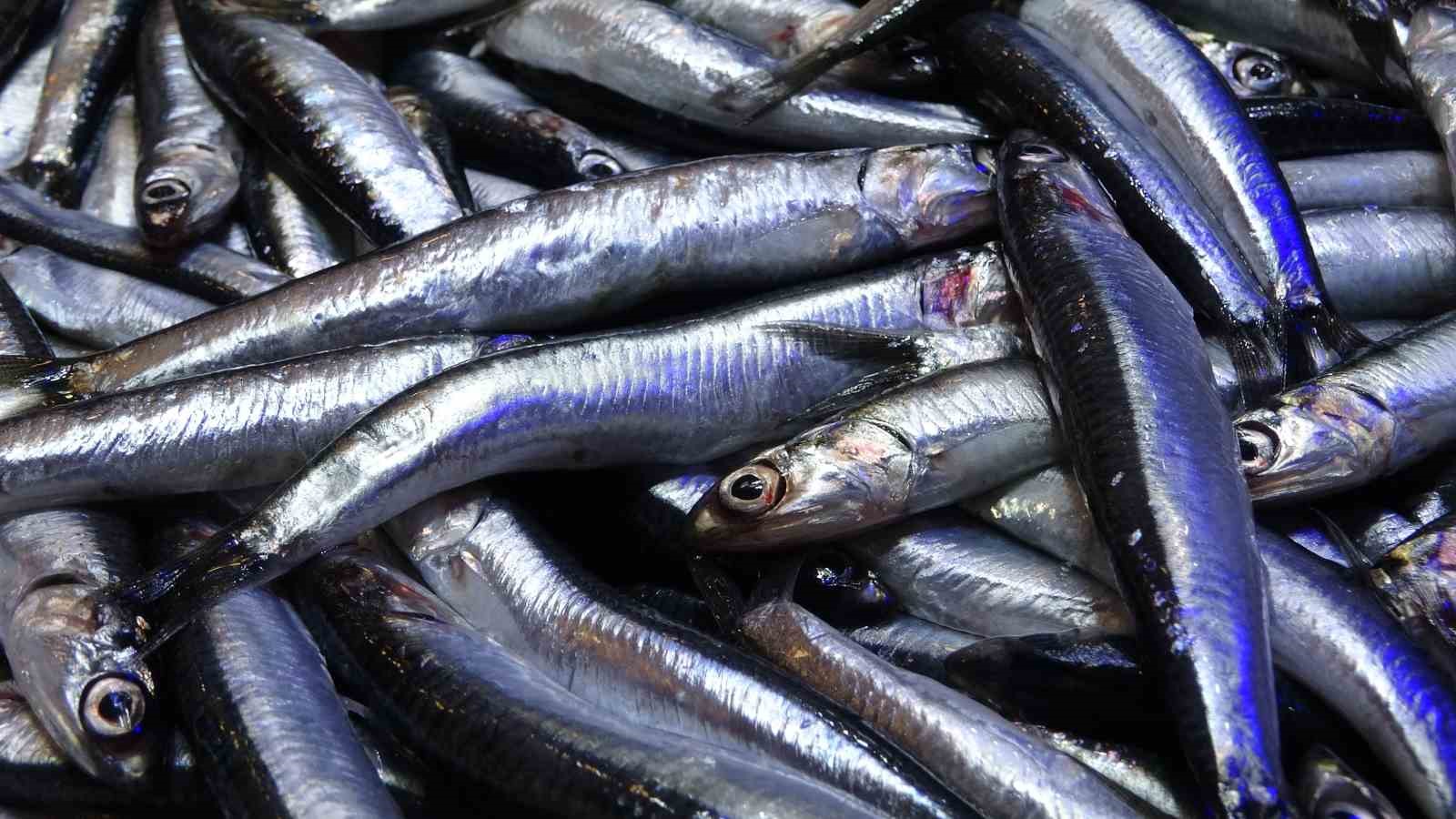 Son yılların en uzun hamsi sezonu yaşanıyor
