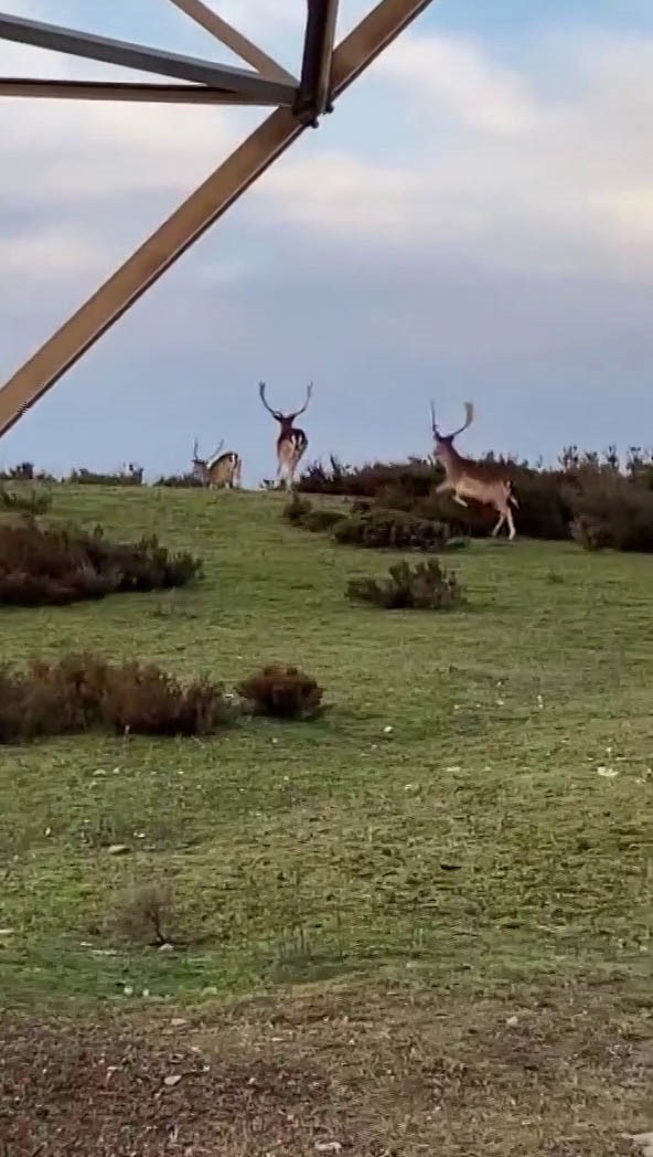 Sosyal medyada paylaşıldı, Tuzla’daki geyikler ilgi odağı oldu
