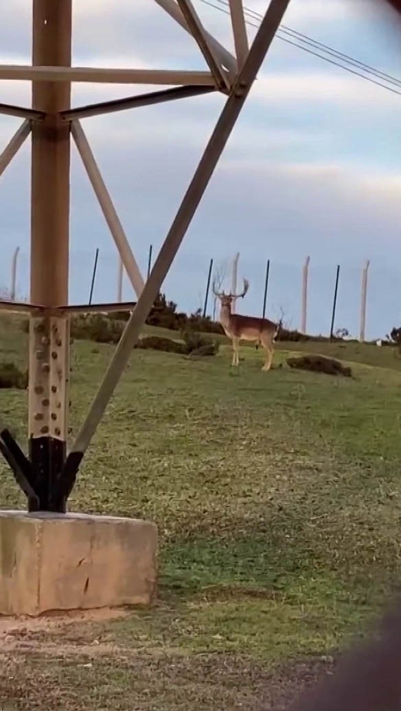 Sosyal medyada paylaşıldı, Tuzla’daki geyikler ilgi odağı oldu
