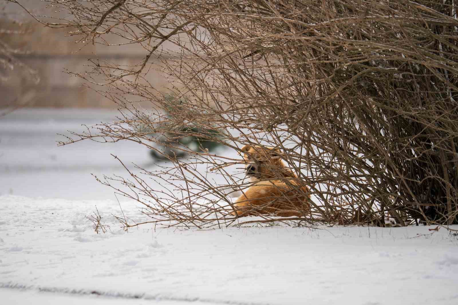 Spil Dağı beyaz gelinliğini giydi
