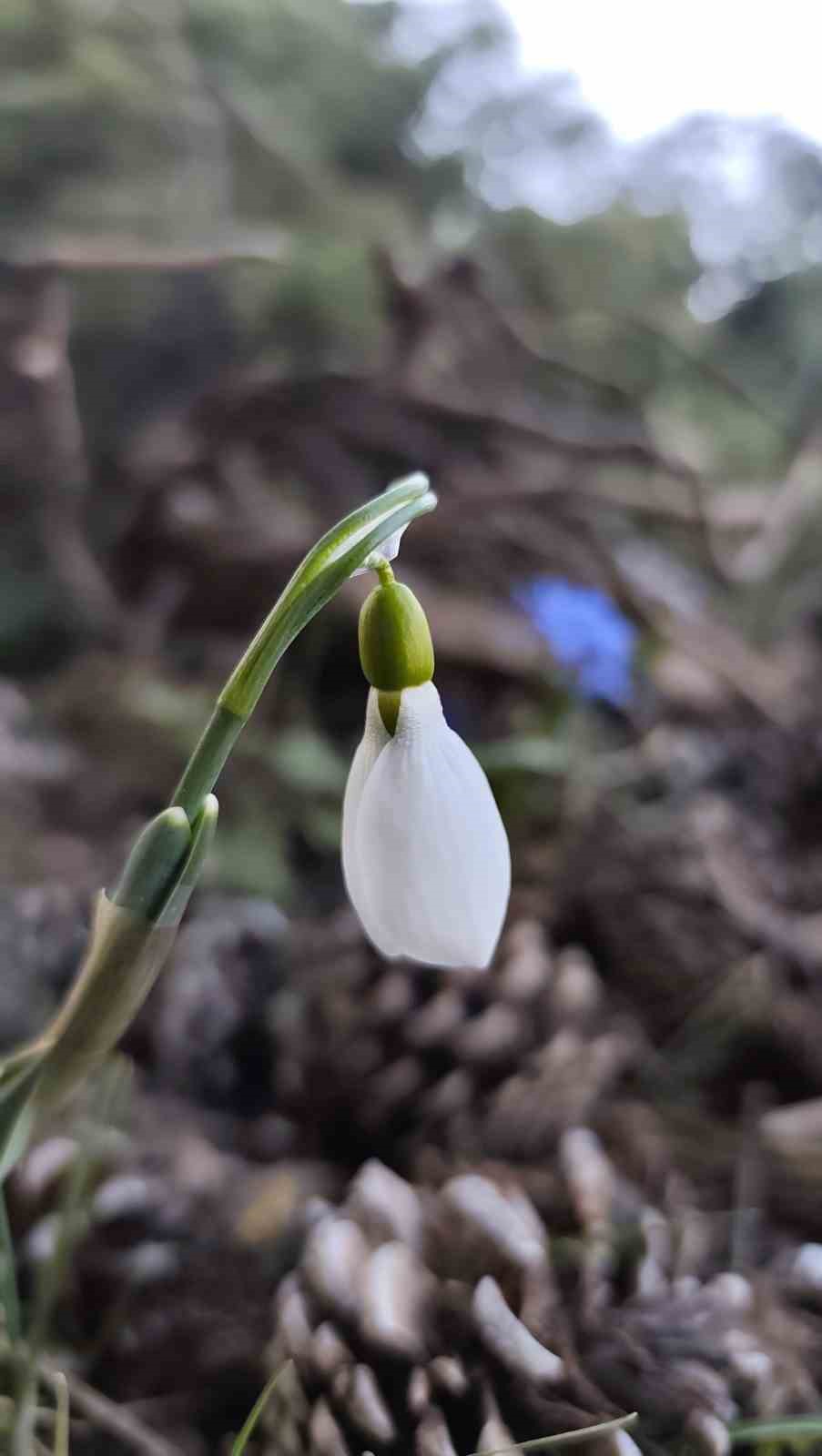 Spil’de kardelenler ikinci kez açtı
