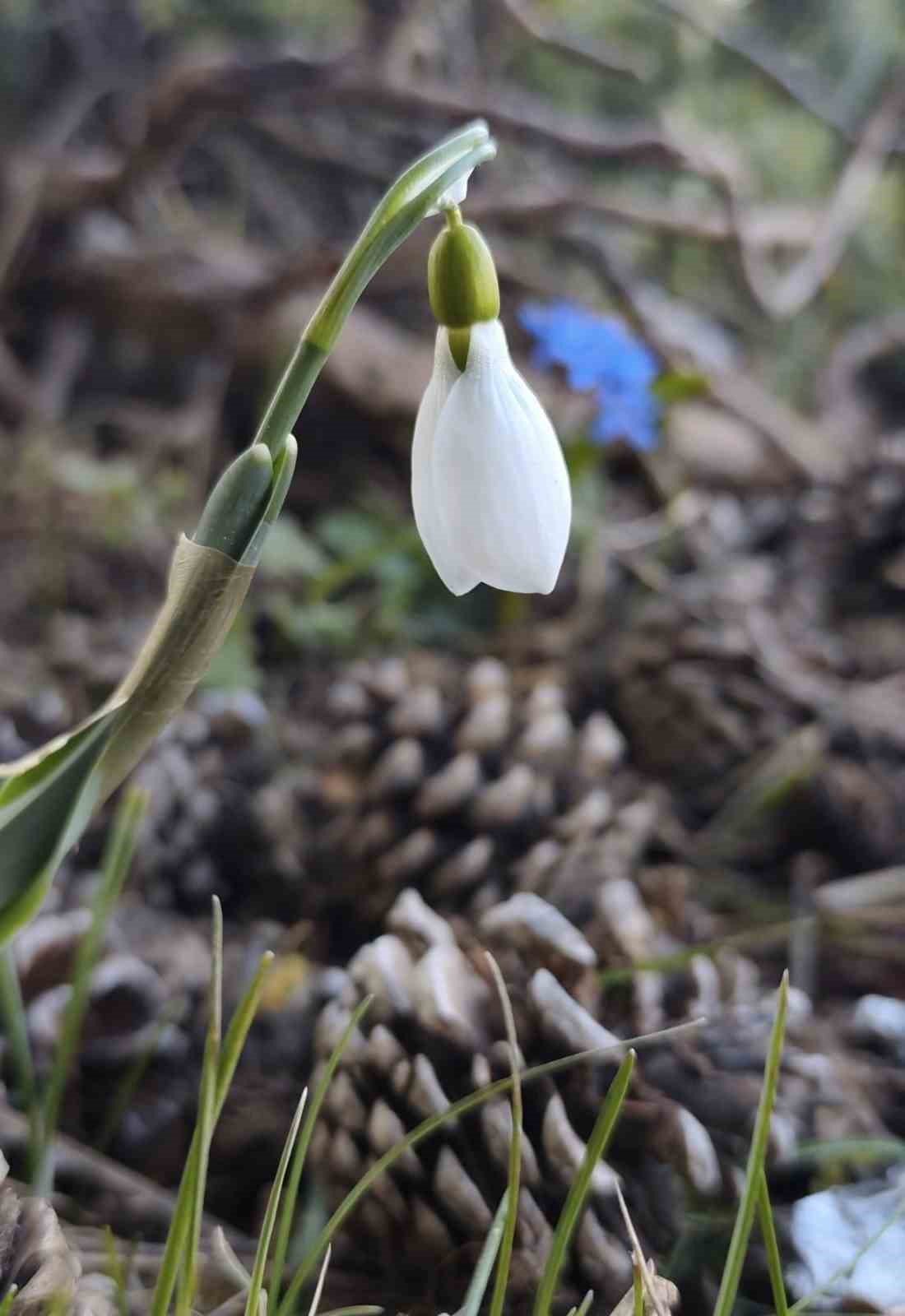 Spil’de kardelenler ikinci kez açtı
