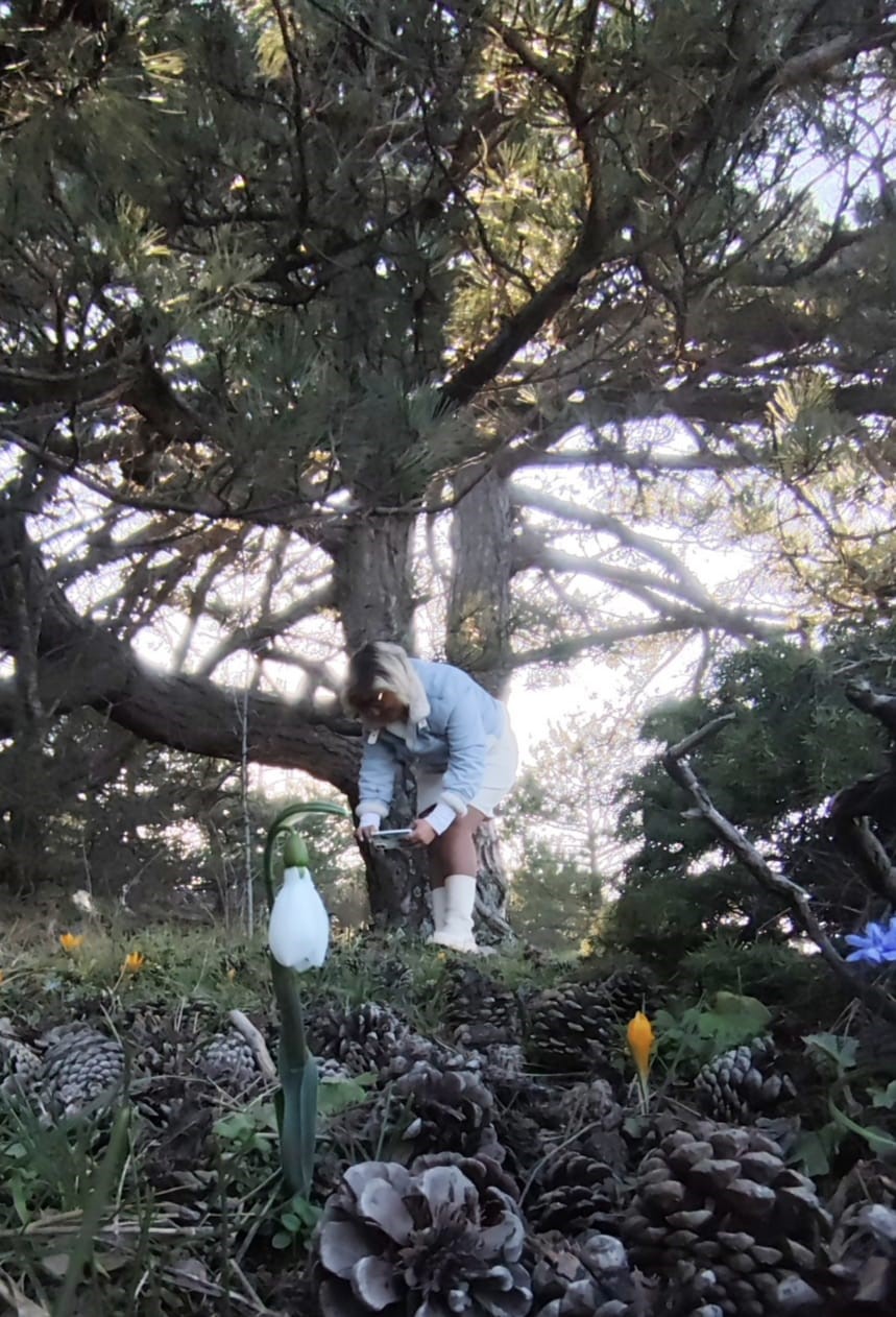 Spil’de kardelenler ikinci kez açtı
