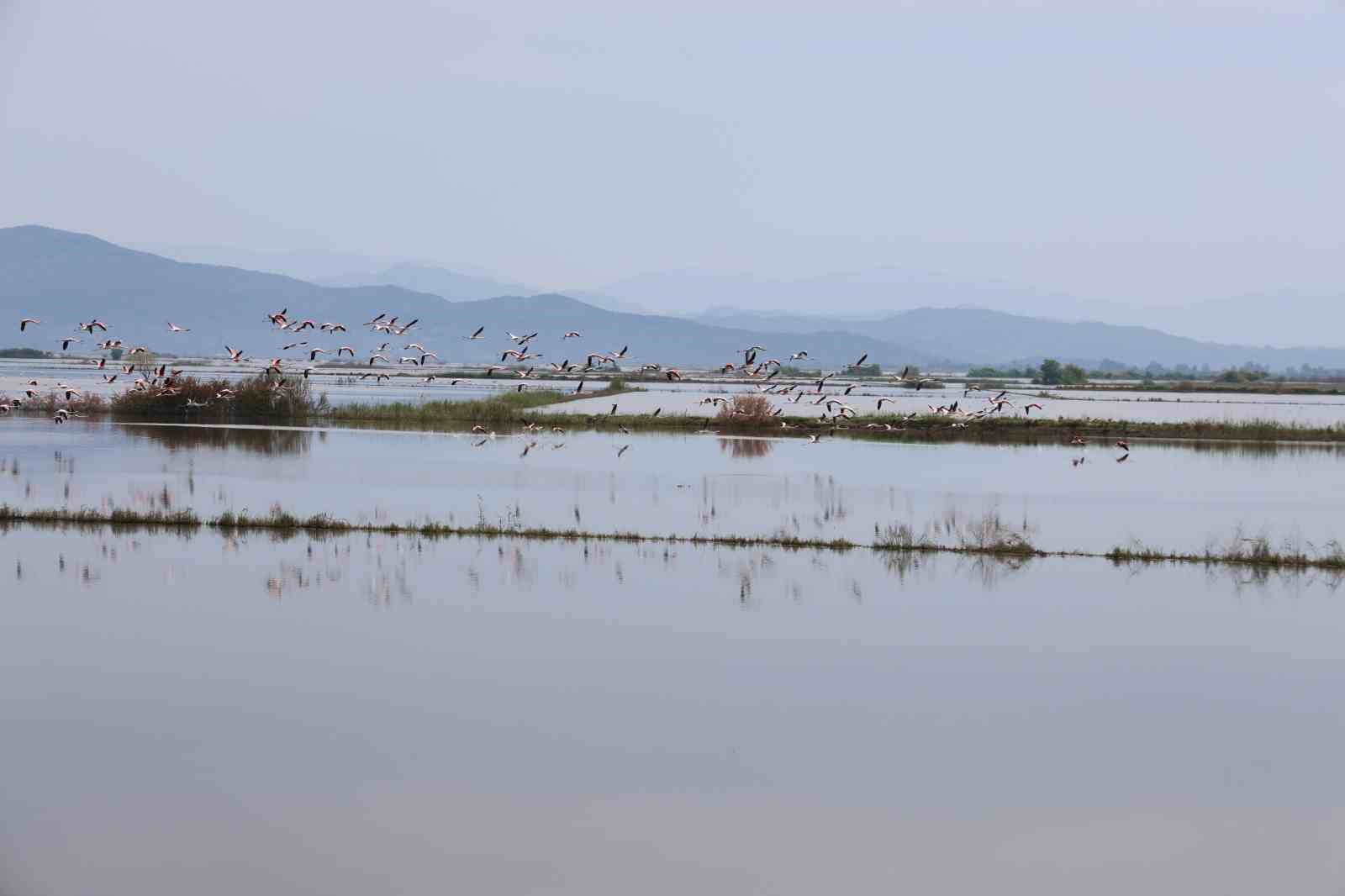 Su altında kalan arazilerde flamingolar görsel şölen oluşturdu
