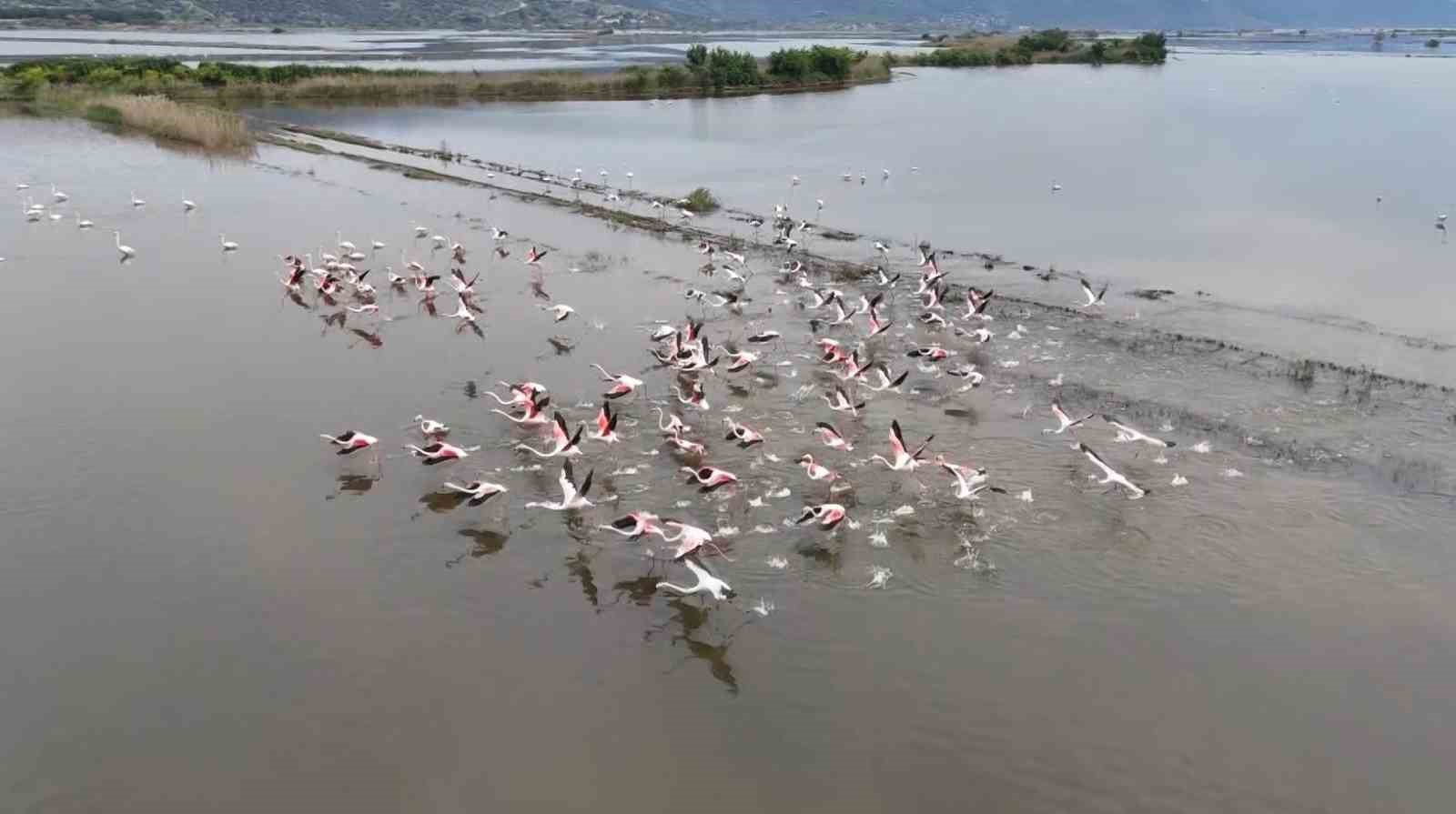 Su altında kalan arazilerde flamingolar görsel şölen oluşturdu
