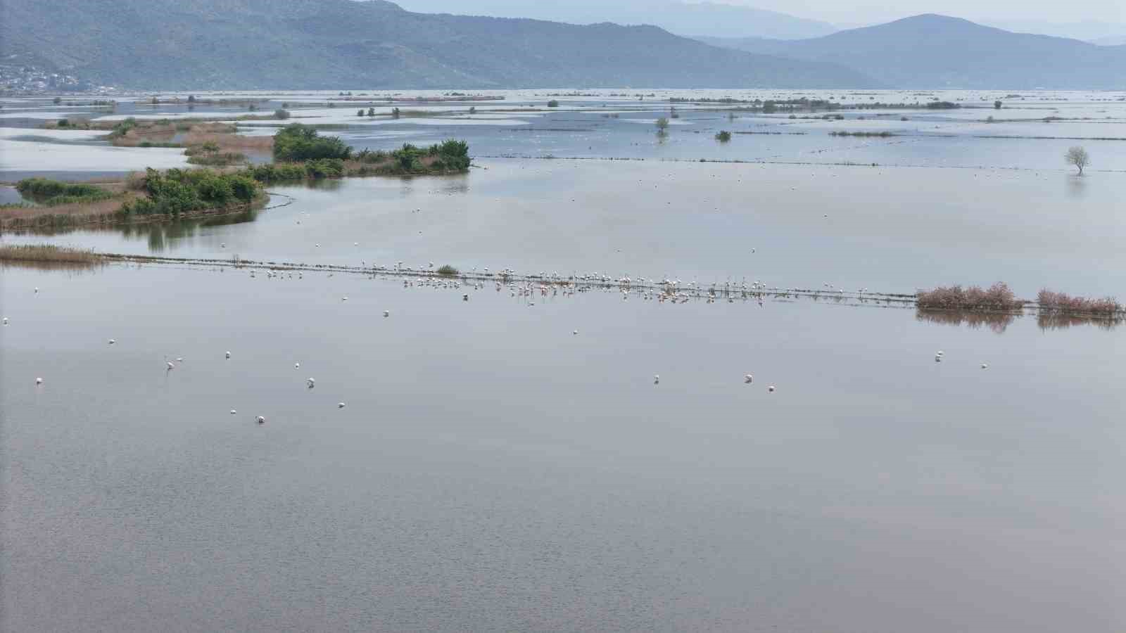 Su altında kalan arazilerde flamingolar görsel şölen oluşturdu
