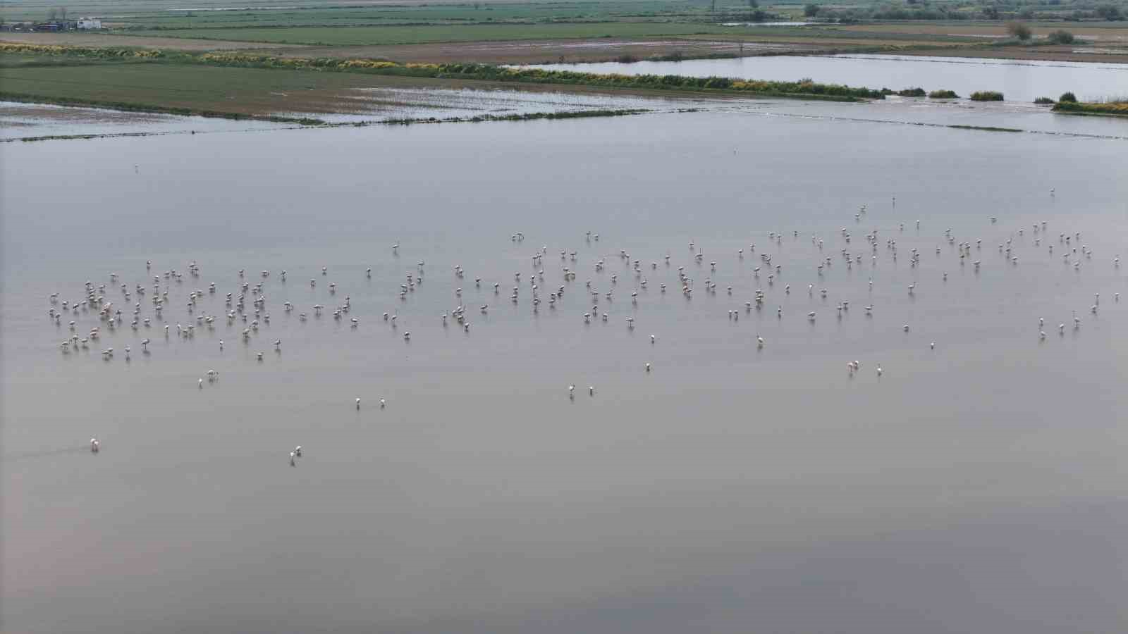 Su altında kalan arazilerde flamingolar görsel şölen oluşturdu
