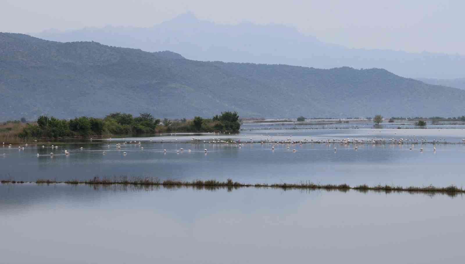 Su altında kalan arazilerde flamingolar görsel şölen oluşturdu
