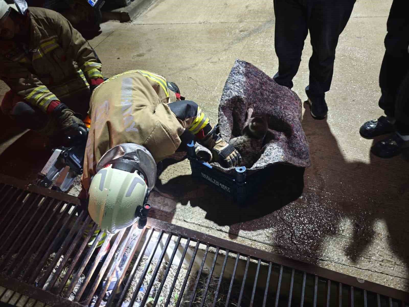 Su giderine yavrulayan anne kedi ve yavrularını itfaiye kurtardı
