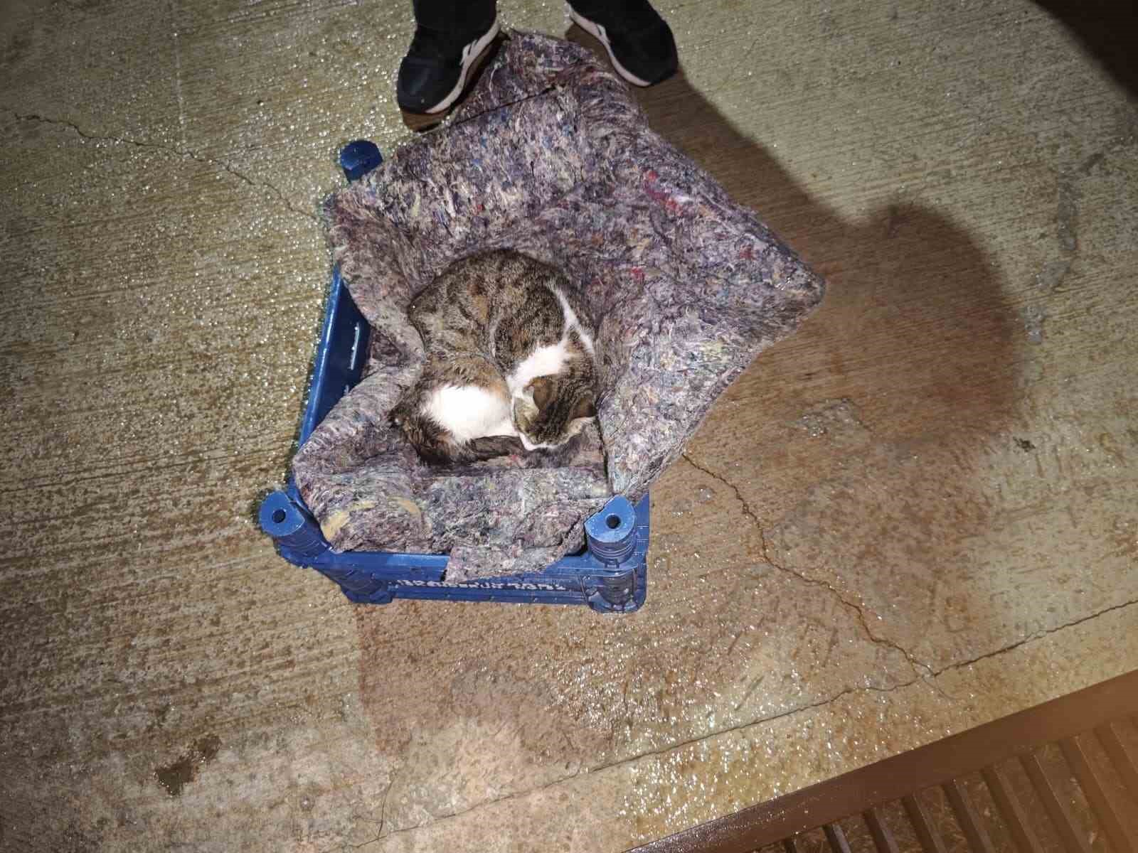 Su giderine yavrulayan anne kedi ve yavrularını itfaiye kurtardı
