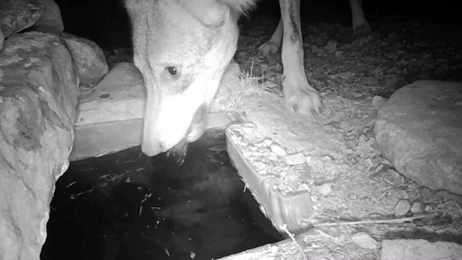 Su içen yaban hayvanları fotokapanla görüntülendi
