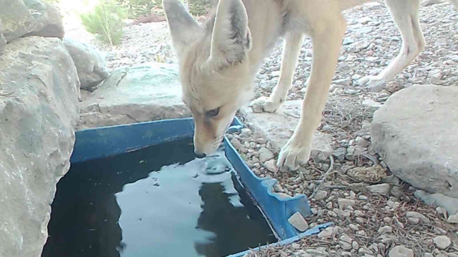 Su içen yaban hayvanları fotokapanla görüntülendi
