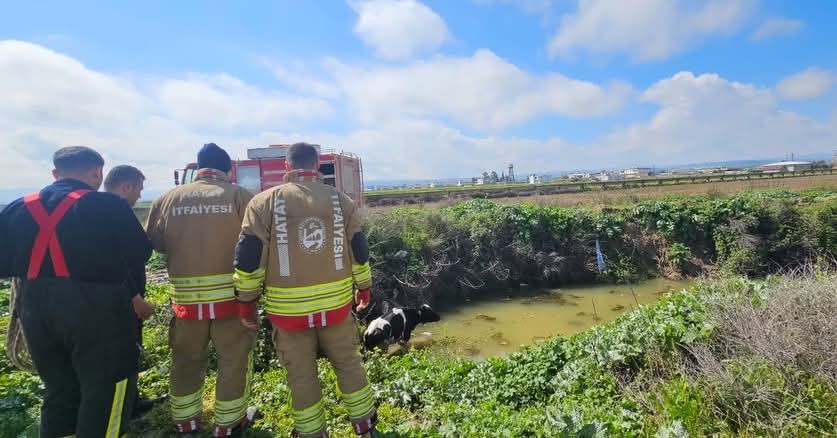 Su kanalına düşen inek itfaiye ekipleri tarafından kurtarıldı
