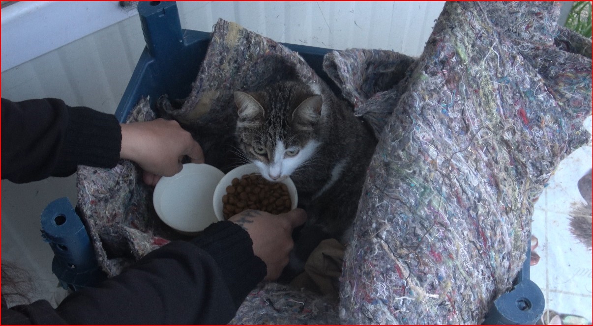 Su kanalında doğum yapan kedi ve 3 yavrusunun yeni yuvası depremzede ailenin konteyneri oldu
