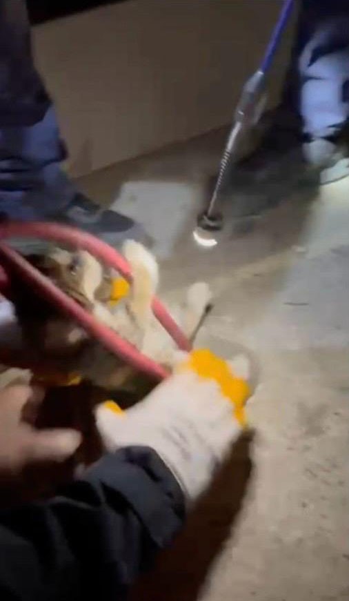 Su pompası deliğine düşen yavru kediyi itfaiye kurtardı
