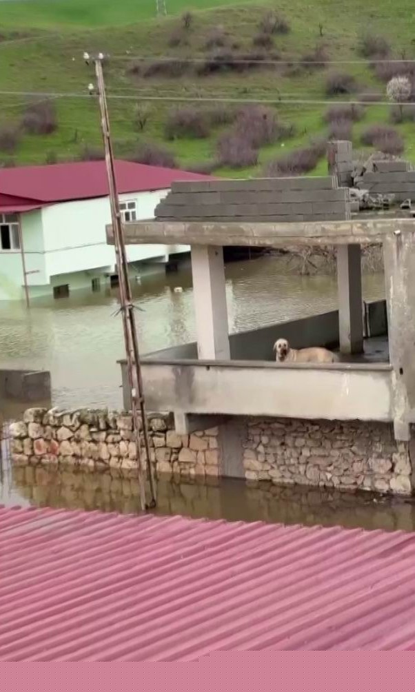 Su taşkınında evde mahsur kalan köpek, vatandaşların bindiği botla kurtarıldı
