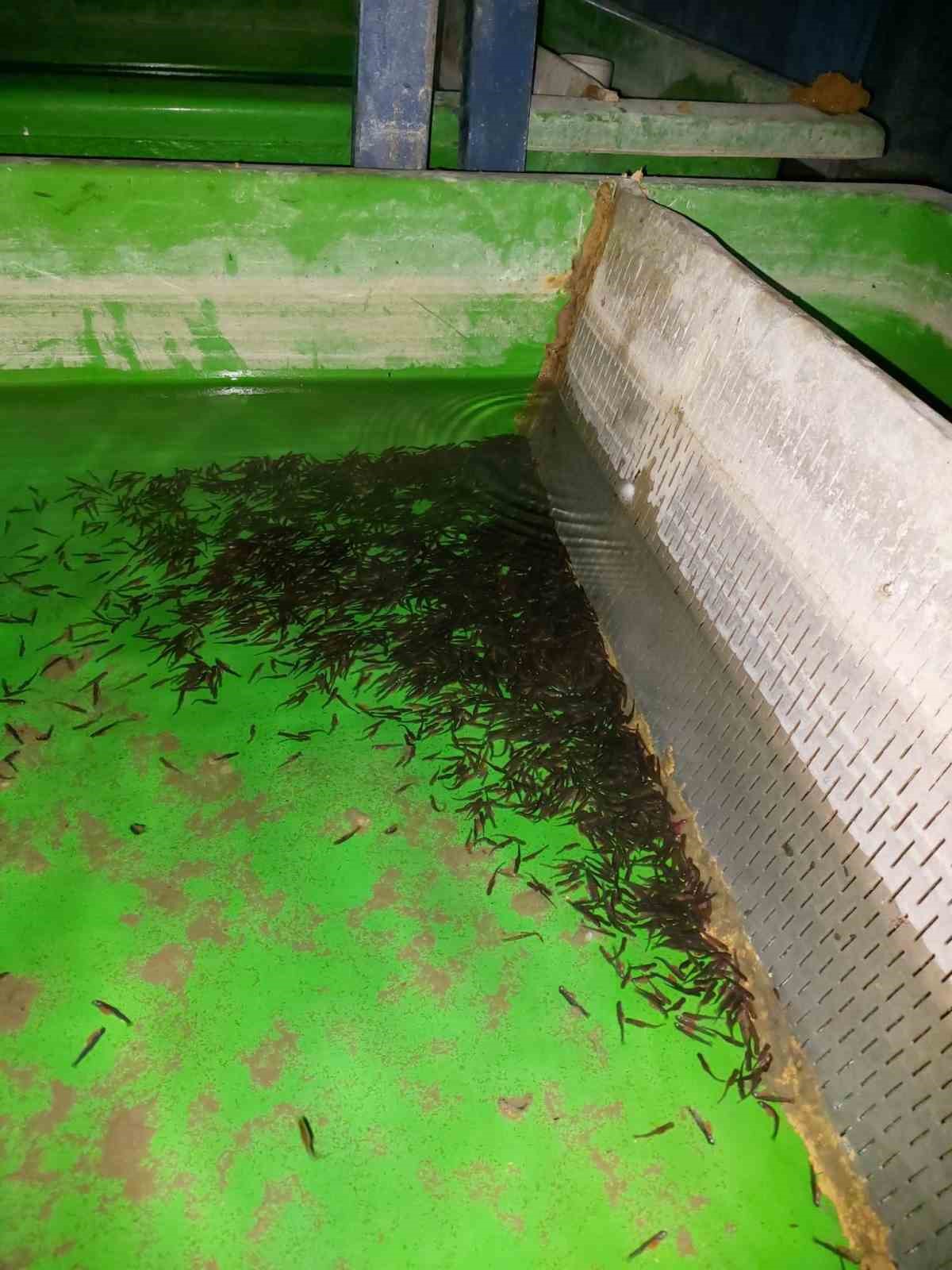 Su ürünleri üretimi yapılan tesislerde denetim
