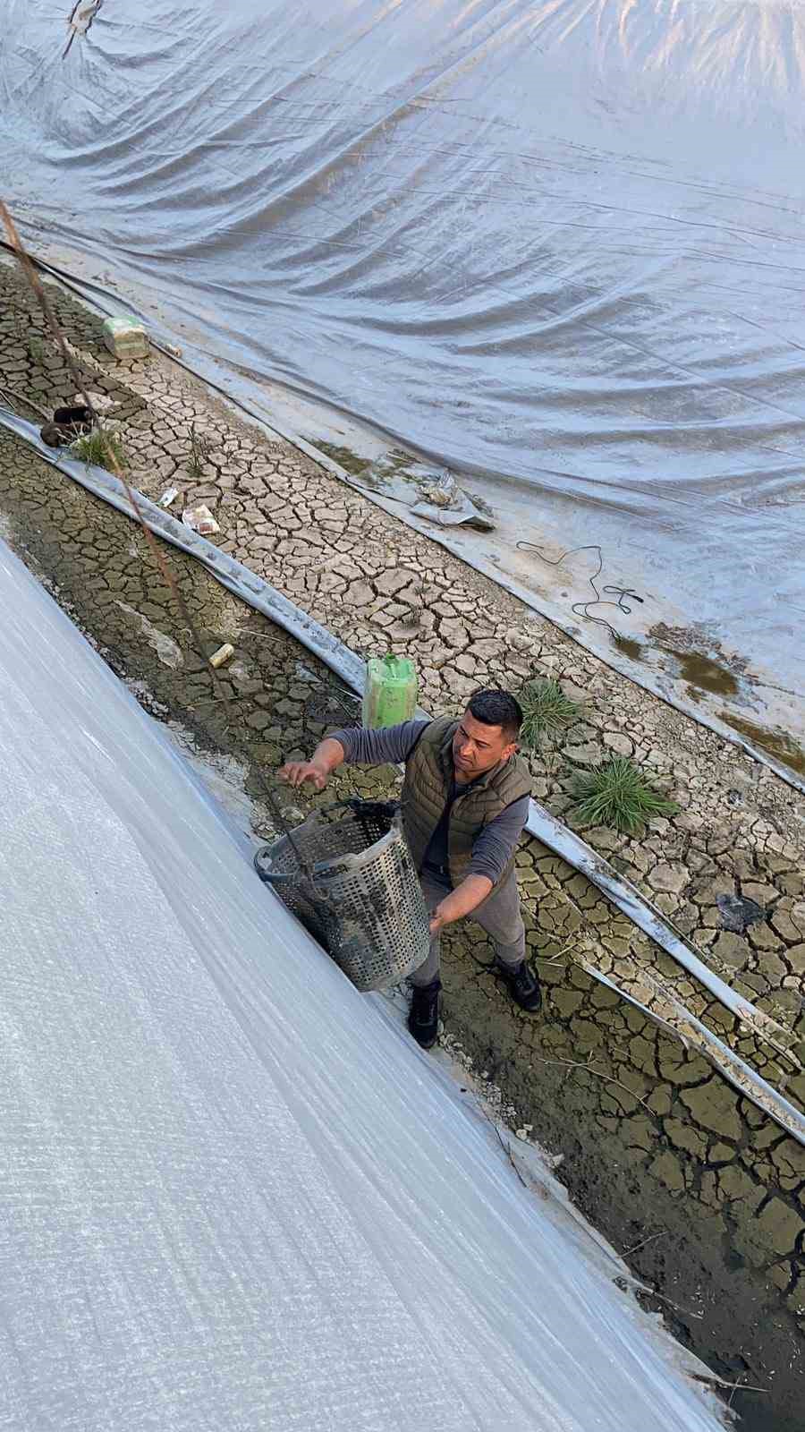 Sulama havuzuna düşen 5 yavru köpeği belediye ekipleri kurtardı
