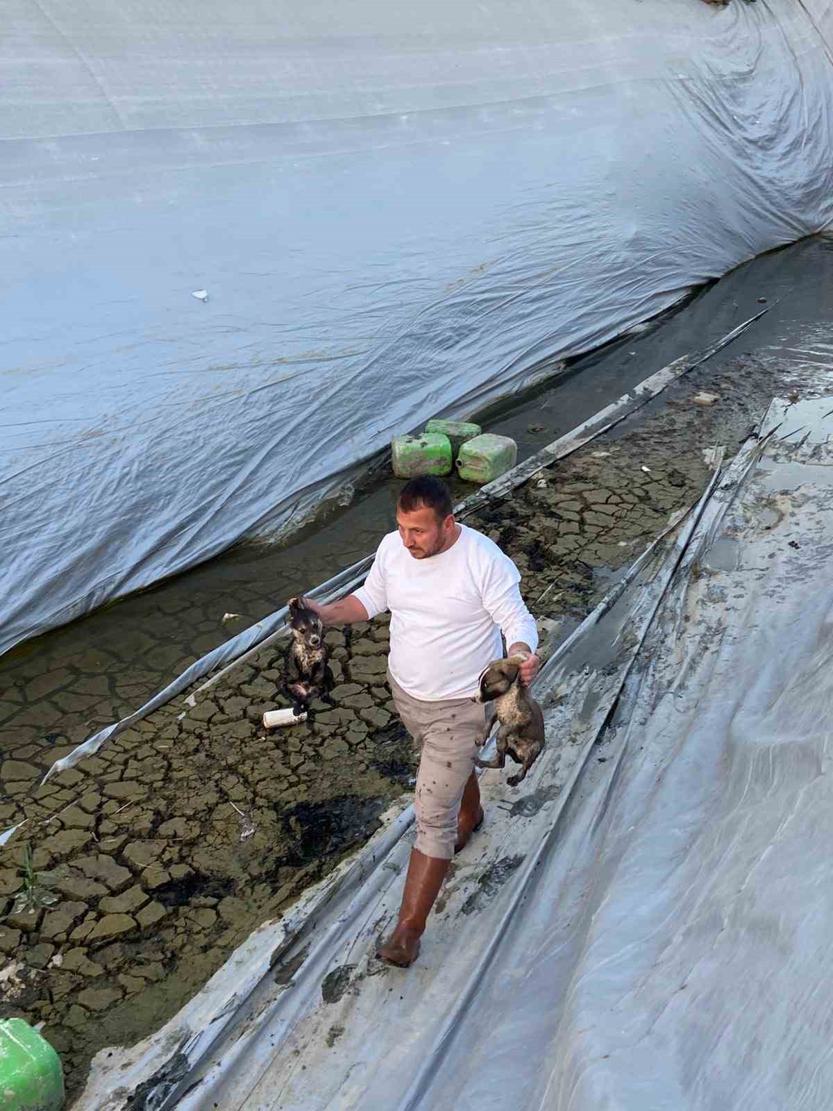 Sulama havuzuna düşen 5 yavru köpeği belediye ekipleri kurtardı
