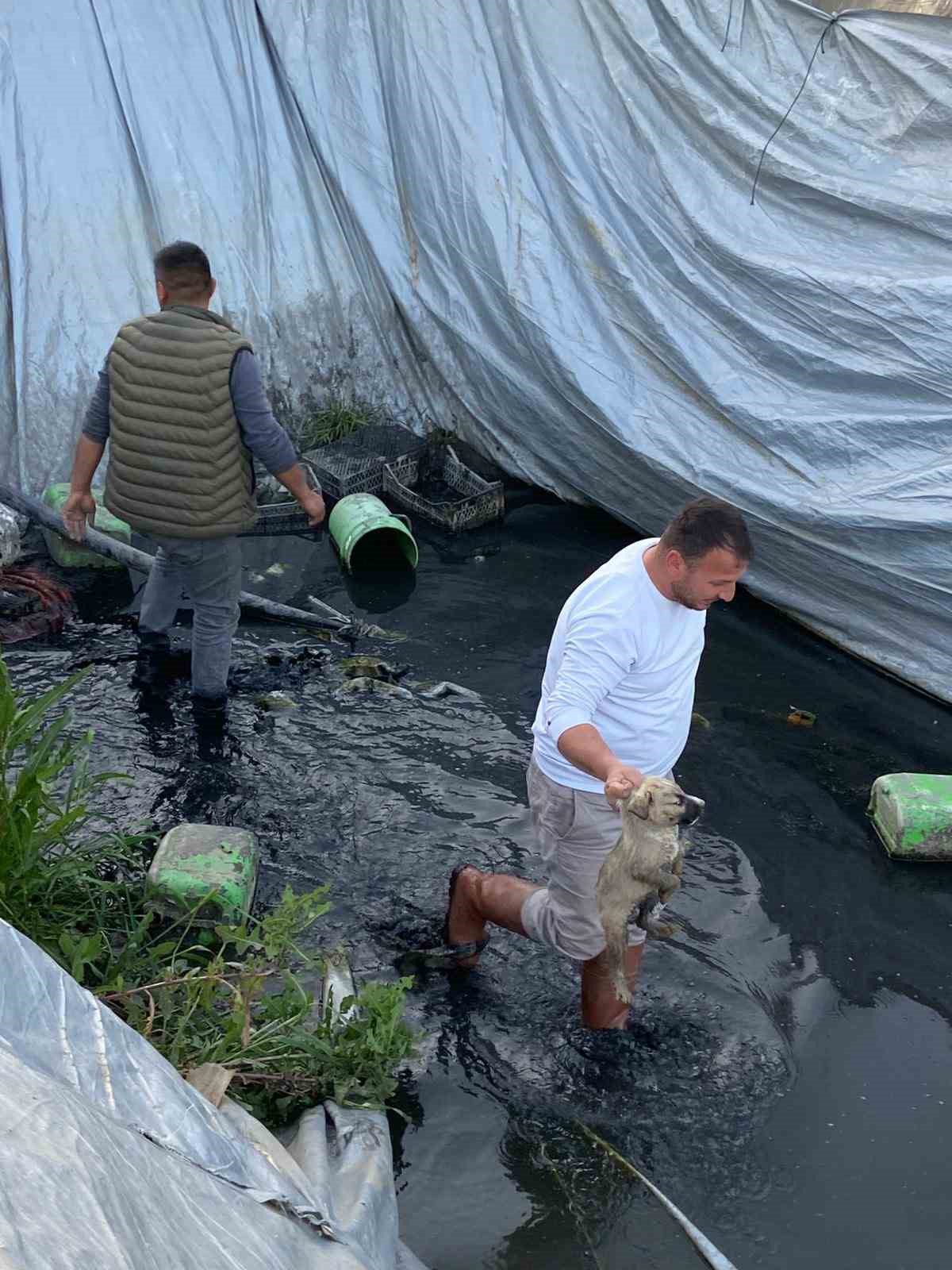 Sulama havuzuna düşen 5 yavru köpeği belediye ekipleri kurtardı
