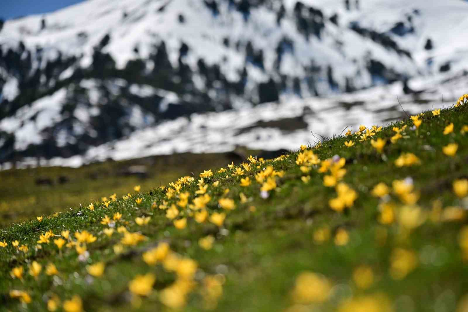 Süleymaniye’de renk cümbüşü: Sarı ve mor çiğdemler açtı

