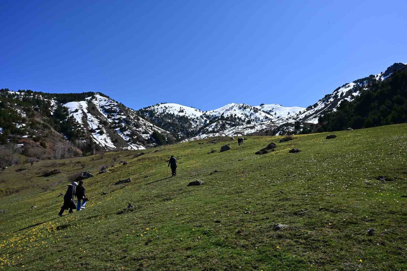 Süleymaniye’de renk cümbüşü: Sarı ve mor çiğdemler açtı
