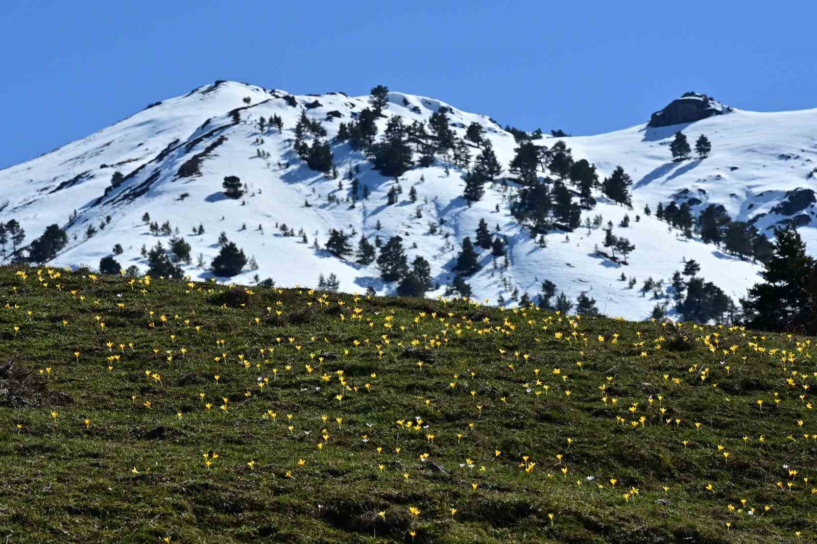 Süleymaniye’de renk cümbüşü: Sarı ve mor çiğdemler açtı
