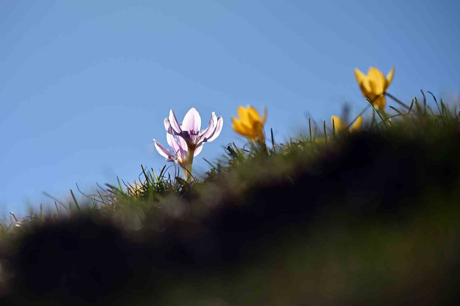 Süleymaniye’de renk cümbüşü: Sarı ve mor çiğdemler açtı
