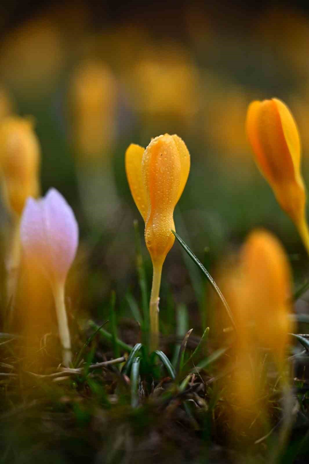 Süleymaniye’de renk cümbüşü: Sarı ve mor çiğdemler açtı
