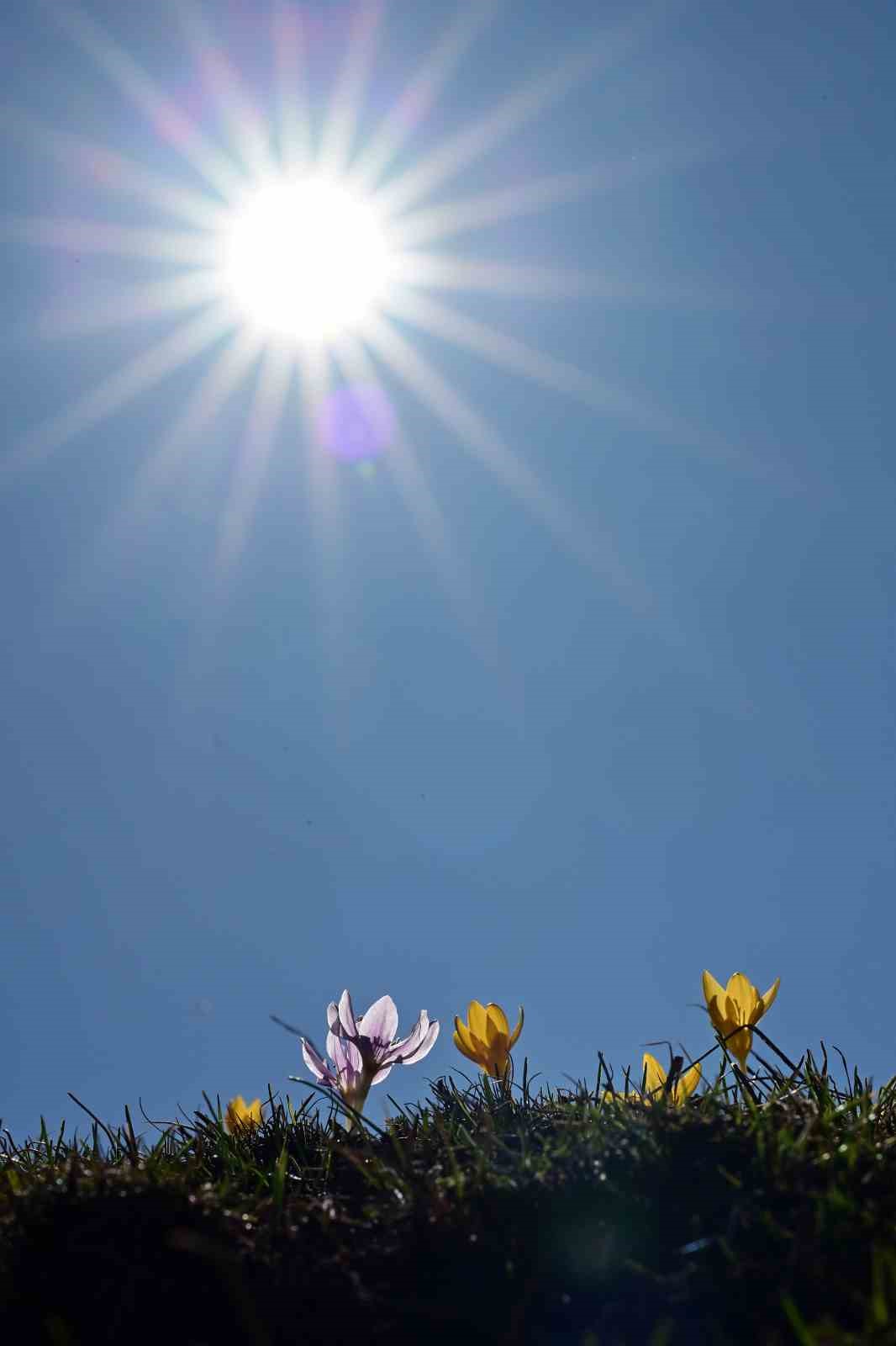 Süleymaniye’de renk cümbüşü: Sarı ve mor çiğdemler açtı
