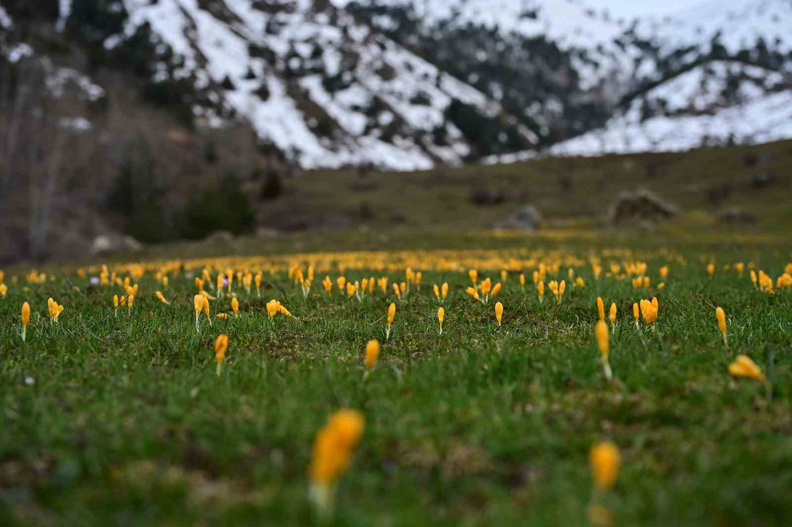 Süleymaniye’de renk cümbüşü: Sarı ve mor çiğdemler açtı
