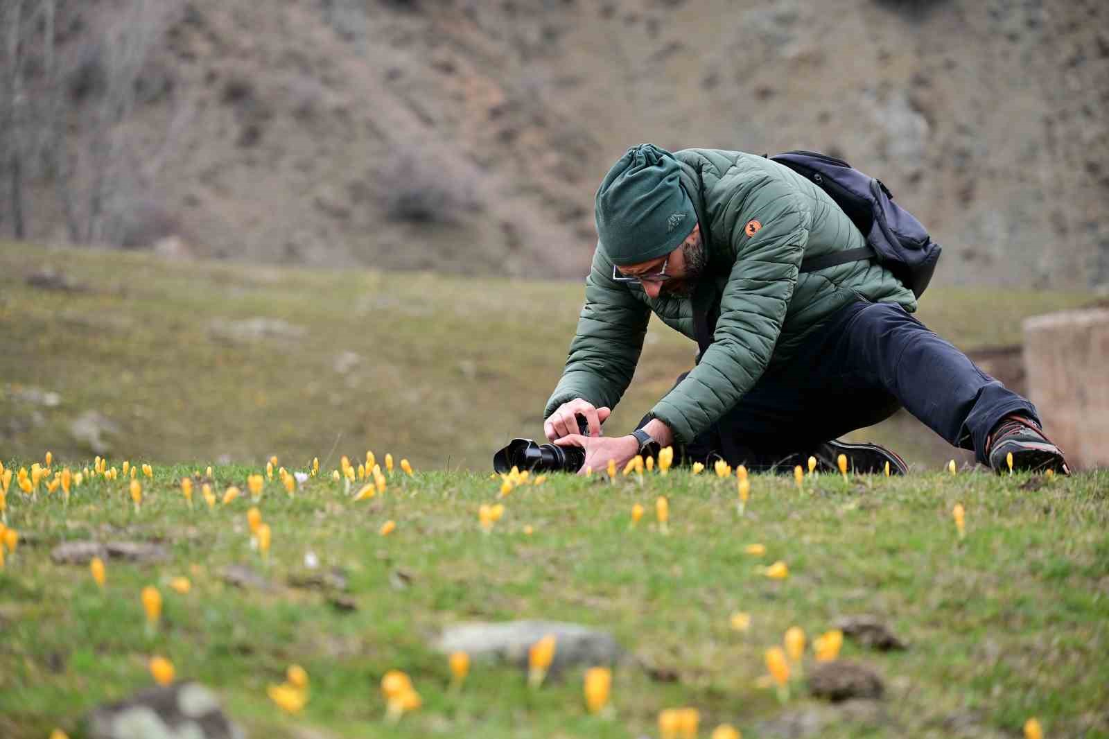 Süleymaniye’de renk cümbüşü: Sarı ve mor çiğdemler açtı
